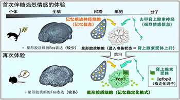 理研和九州大学：明确“选择性保留记忆”的生理机制，深刻印象与重复经历是不遗忘的“心灵便签”