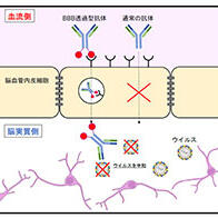 突破“血脑屏障”，长崎大学等成功开发出清除蜱传脑炎病毒的抗体