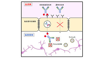 突破“血脑屏障”，长崎大学等成功开发出清除蜱传脑炎病毒的抗体