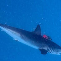 日本综合研究大学院大学等：台湾海域的尖吻鲭鲨拥有卓越的体温调节能力，体温上升速度比下降快10倍以上