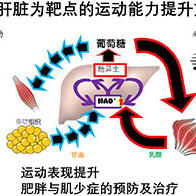 日本东北大学发现肝脏糖异生决定运动能力，提出提高运动耐力的新方法，有望助力防治肥胖与肌少症