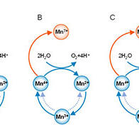 理研：成功研制出耐电压波动的氧化锰水电解催化剂，有望助力变动较大的自然能源制氢
