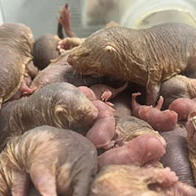 东京大学：以“女王”为核心的裸鼹鼠群社会分工不同，其中工鼠有6种类型