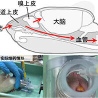 冈山大学经鼻给药同时改善性欲和精子功能，为男性性功能障碍治疗带来曙光