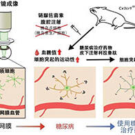 神户大学实现高分辨率观察小鼠糖尿病视网膜病变中免疫细胞的行为