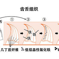 通过鉴定蛋白质揭示石鳖体内形成磁铁矿牙齿的机制