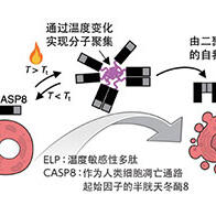 通过温度变化操控细胞功能的分子工具，在参与细胞凋亡的酶中确认到效果