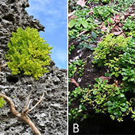 日本东北大学在吐噶喇列岛和与论岛发现新种景天属植物，秋季开花且器官与近缘种存在明显差异