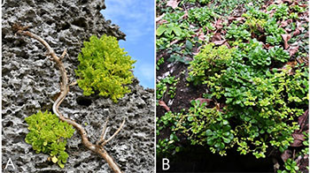 日本东北大学在吐噶喇列岛和与论岛发现新种景天属植物，秋季开花且器官与近缘种存在明显差异
