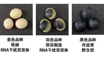 东京农工大明确鞍挂大豆双色花纹的形成机制，发现槲皮素介导的基因表达调控
