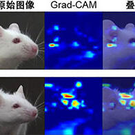 东京大学通过小鼠表情自动判定疼痛，助力动物福利