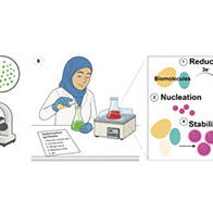 大阪大学等确立使用微藻的环保金纳米粒子合成法，无需有害药品一步即可合成