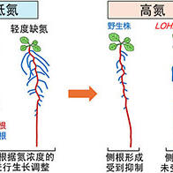 九州大学阐明植物信息信号传递机制：氮含量过高会抑制根系生长