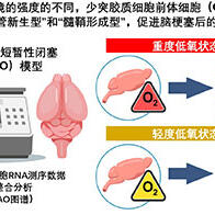 京都大学等阐明脑卒中后的恢复机制，脑前体细胞在低氧环境下有血管新生机能