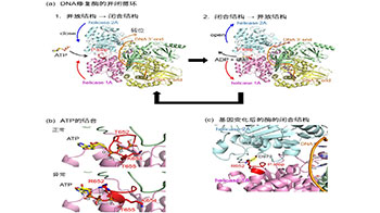 东京大学与顺天堂大学：利用全基因组分析与AI，查明疑难疾病病因
