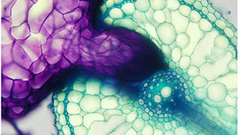 奈良先端科学技术大学院大学等阐明寄生植物不寄生“同伴”的机制，或有助于减轻农业损失