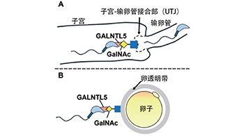 熊本大学发现体内精子与卵子相遇的机制，有助开发男性不育诊断方法以及新型避孕药物