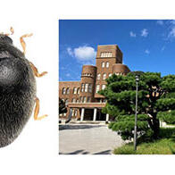 九州大学校园内发现新种瓢虫，或为农业害虫叶螨类的天敌