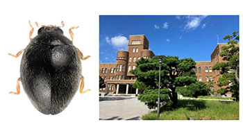 九州大学校园内发现新种瓢虫，或为农业害虫叶螨类的天敌