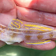 鲜艳黄色条纹的新种虾虎鱼……莫非钓上了那个人气漫画的角色？！