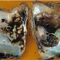 富山大学发现：导致珍珠品质下降的原因是一种也会感染鱼类的细菌