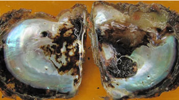 富山大学发现：导致珍珠品质下降的原因是一种也会感染鱼类的细菌