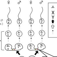 广岛大学牛性别分选技术推广项目获盖茨基金会2.6亿日元资助
