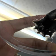 岛根大学、和歌山高专等成功破译了吸血乌贼的巨大基因组，为解开神秘深海生物基因组多样性之谜提供了新见解