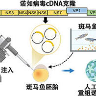 阪大微生物病研究所利用鱼卵人工合成诺如病毒，将cDNA克隆直接注入鱼卵实现增殖