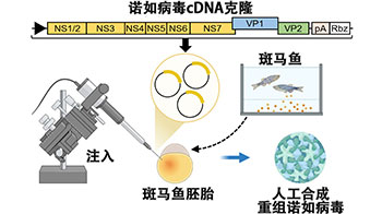 阪大微生物病研究所利用鱼卵人工合成诺如病毒，将cDNA克隆直接注入鱼卵实现增殖
