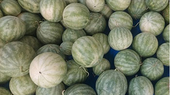 三重大学和近畿大学发现：种子用西瓜提取物具有促进皮脂合成的效果，或可改善皮肤屏障功能