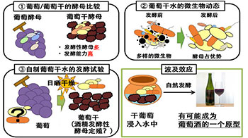 京都大学发掘葡萄酒起源，葡萄干水可通过自然发酵变成葡萄酒