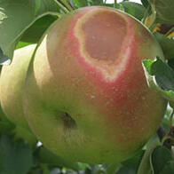 日本农研机构等开发出预测水果日灼及着色不良的系统，助力应对气候变暖