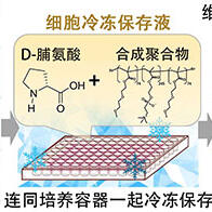 神户大学开发出可冷冻保存整片iPS细胞的保存液，有望加速个性化医疗和药物研发