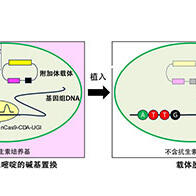 广岛大学研发出新型DNA载体，不残留外源基因，实现安全的基因组编辑