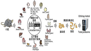 东京都医学综合研究所：绘制出32个器官的“小鼠生物钟蛋白质组图谱”，奠定解析蛋白质功能的基础