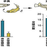 东京大学：雄性特有行为需要大脑产生的雌性激素