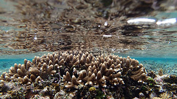 珊瑚礁守护的不只是美丽，预测还有“天然防波堤”效果