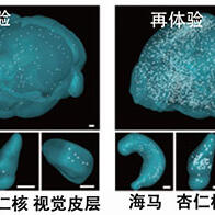 理研发现记忆巩固新机制，填充脑内间隙的星形胶质细胞充当关键“开关”