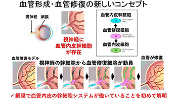 大阪大学通过小鼠实验发现视神经内修复视网膜血管的干细胞