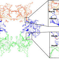 “贝形圆孢侧耳”的中毒原因从原子层面得以解明，横滨市立大学通过电镜解析致病毒素分子发现此前未知的六聚体结构