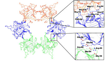 “贝形圆孢侧耳”的中毒原因从原子层面得以解明，横滨市立大学通过电镜解析致病毒素分子发现此前未知的六聚体结构