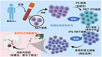 千叶大与理研，由iPS细胞制备的“可预制免疫细胞”有望改变癌症治疗