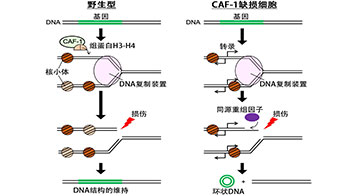 遗传研等利用出芽酵母阐明环状DNA的生成机制，助力理解癌细胞的异常形成