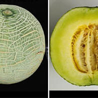 日本农研机构等利用基因编辑技术开发出可调整“最佳食用期”的网纹甜瓜