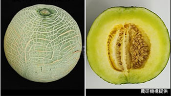 日本农研机构等利用基因编辑技术开发出可调整“最佳食用期”的网纹甜瓜