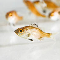 近畿大学实现高级鱼种——喉黑鱼的完全养殖