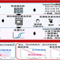 东京科学大学开发出以微RNA含量为指标的慢性肾病与心血管并发症的风险预测新技术