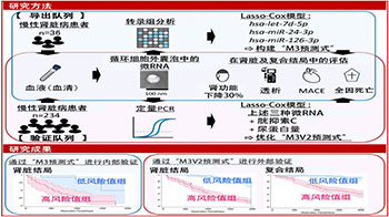 东京科学大学开发出以微RNA含量为指标的慢性肾病与心血管并发症的风险预测新技术