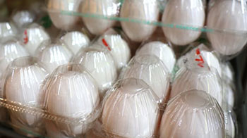 日本成育医疗中心：早期摄入鸡蛋，过敏病例并未见显著减少